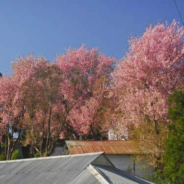 Japan Partners with Meghalaya for 2024 Shillong Autumn Cherry Blossom Festival