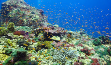 Join the Guinness World Record Underwater Challenge in the Andaman Islands!