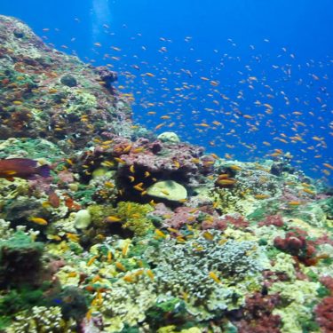 Join the Guinness World Record Underwater Challenge in the Andaman Islands!