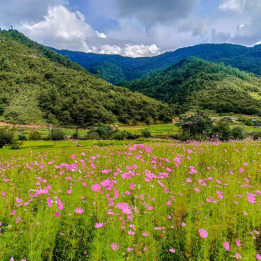 Cosmos Flower Blooming in Chug Valley, Dirang, Arunachal Pradesh (October to Mid November)