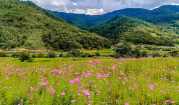 Cosmos Flower Blooming in Chug Valley, Dirang, Arunachal Pradesh (October to Mid November)