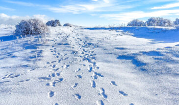 Darjeeling’s Sandakphu, Thakum Valley, and Phalut Witness First Snowfall of the Season