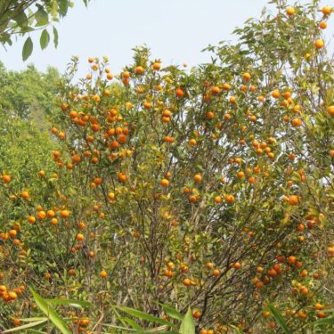 A Orange Garden in Mirik at the Time of Darjeeling Orange Festival