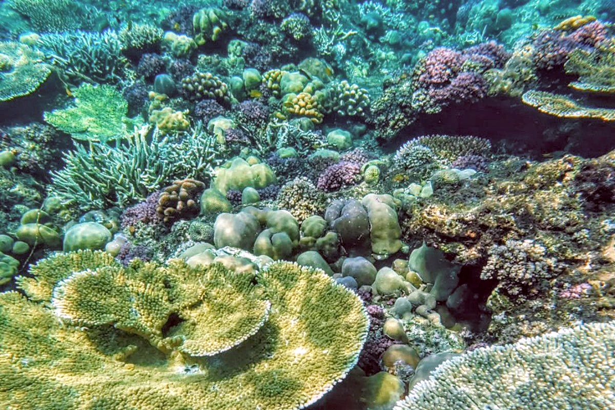 Healthy Live Coral Gardens at the Shallow Waters off the Shore of South Button Island National Park: Snorkeling here is a Must to do things in the Andamans 