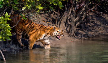 Sundarban National Park: West Bengal's UNESCO Recognized Heritage Sites, Cultures, Traditions, and Crafts