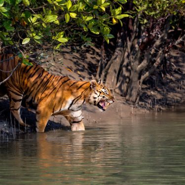 Sundarban National Park: West Bengal's UNESCO Recognized Heritage Sites, Cultures, Traditions, and Crafts