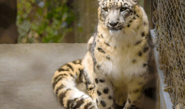 Snow Leopard: Darjeeling Zoo: Padmaja Naidu Himalayan Zoological Park (PNHZP)