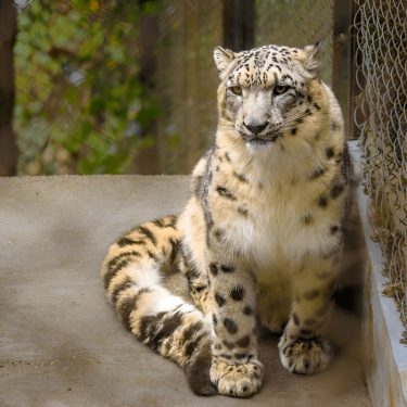 Snow Leopard: Darjeeling Zoo: Padmaja Naidu Himalayan Zoological Park (PNHZP)