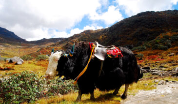 6N/7D Darjeeling Gangtok North Sikkim Luxury Tour Package