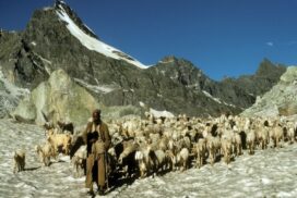 As Gaddi Shepherds Gets Stuck in Snow, Tourists Discover Offbeat Snow Destinations in Himachal Pradesh