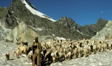 As Gaddi Shepherds Gets Stuck in Snow, Tourists Discover Offbeat Snow Destinations in Himachal Pradesh