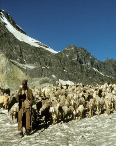 As Gaddi Shepherds Gets Stuck in Snow, Tourists Discover Offbeat Snow Destinations in Himachal Pradesh