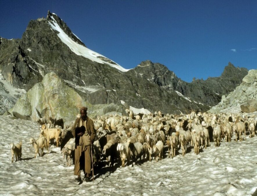 As Gaddi Shepherds Gets Stuck in Snow, Tourists Discover Offbeat Snow Destinations in Himachal Pradesh