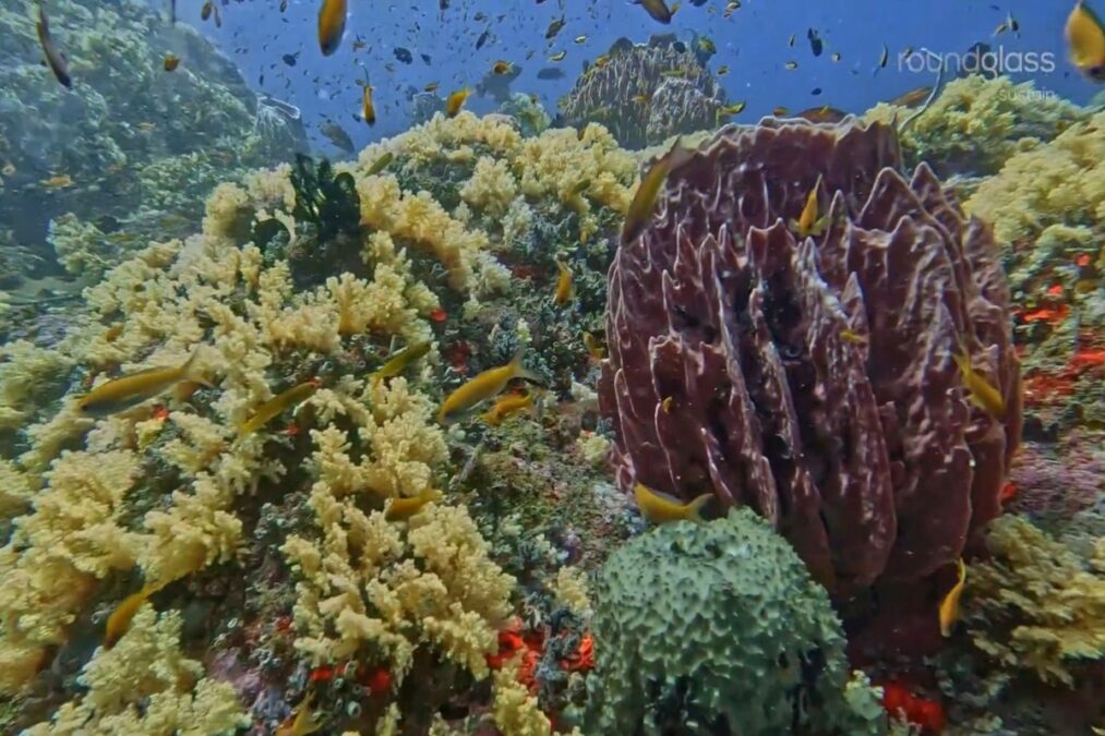 North Andaman’s Coral World Opens Up: 12 New Dive Sites Put Diglipur and Mayabunder on India’s Underwater Map