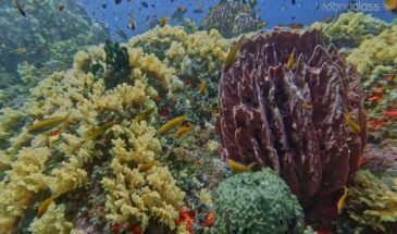 North Andaman’s Coral World Opens Up: 12 New Dive Sites Put Diglipur and Mayabunder on India’s Underwater Map