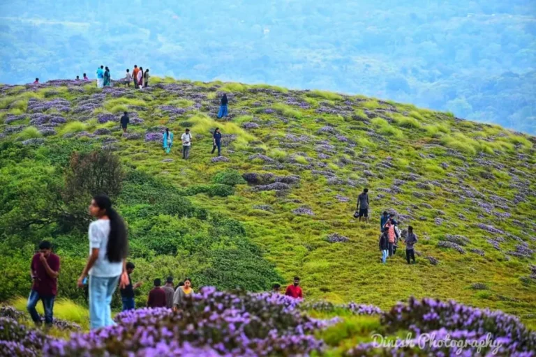 Kallippara Neelakurinji Mountain: One of the main attractions in 6 Days Munnar Alleppey Thekkady Verkala Kerala Tour Package by SetMyTrip